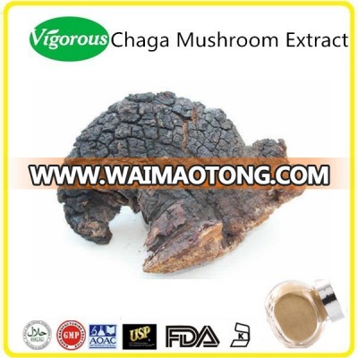 Factory manufacture inonotus obliquus extract/pure chaga mushroom extract/natural chaga extract