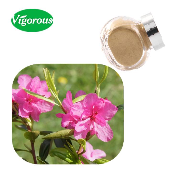 100% Natural Plant Extract: 5:1 10:1 20:1 Rhododendron Dauricum Extract